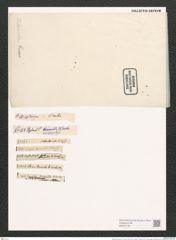 Nitzschia obtusa var. ? W. Sm. (de-Toni-Nr.: Genus 47, Species 2107) Zeichnungen Sammlung Grunow (NHMW-BOT-W0372135)